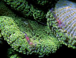 'Symbiosis' Commensural shrimp on green bubble anemone (o... by Rick Tegeler 